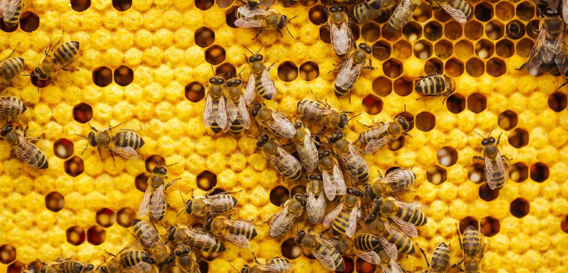 Primo piano di api al lavoro su un favo esagonale di cera